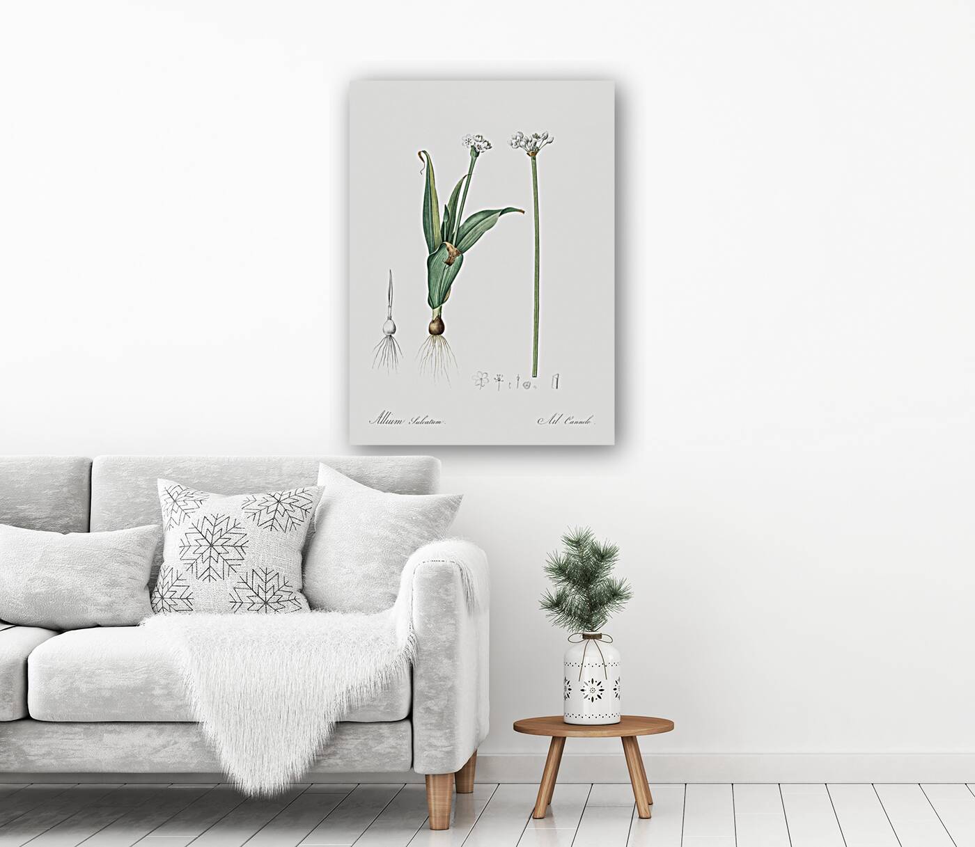 Ornamental onion illustration  Reproduction