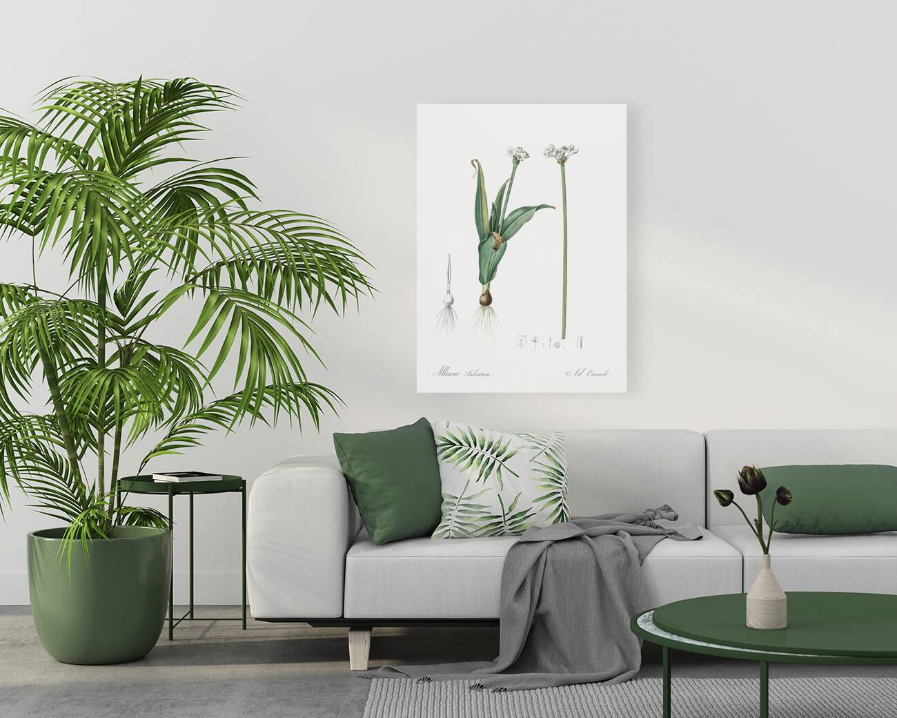 Ornamental onion illustration  Reproduction