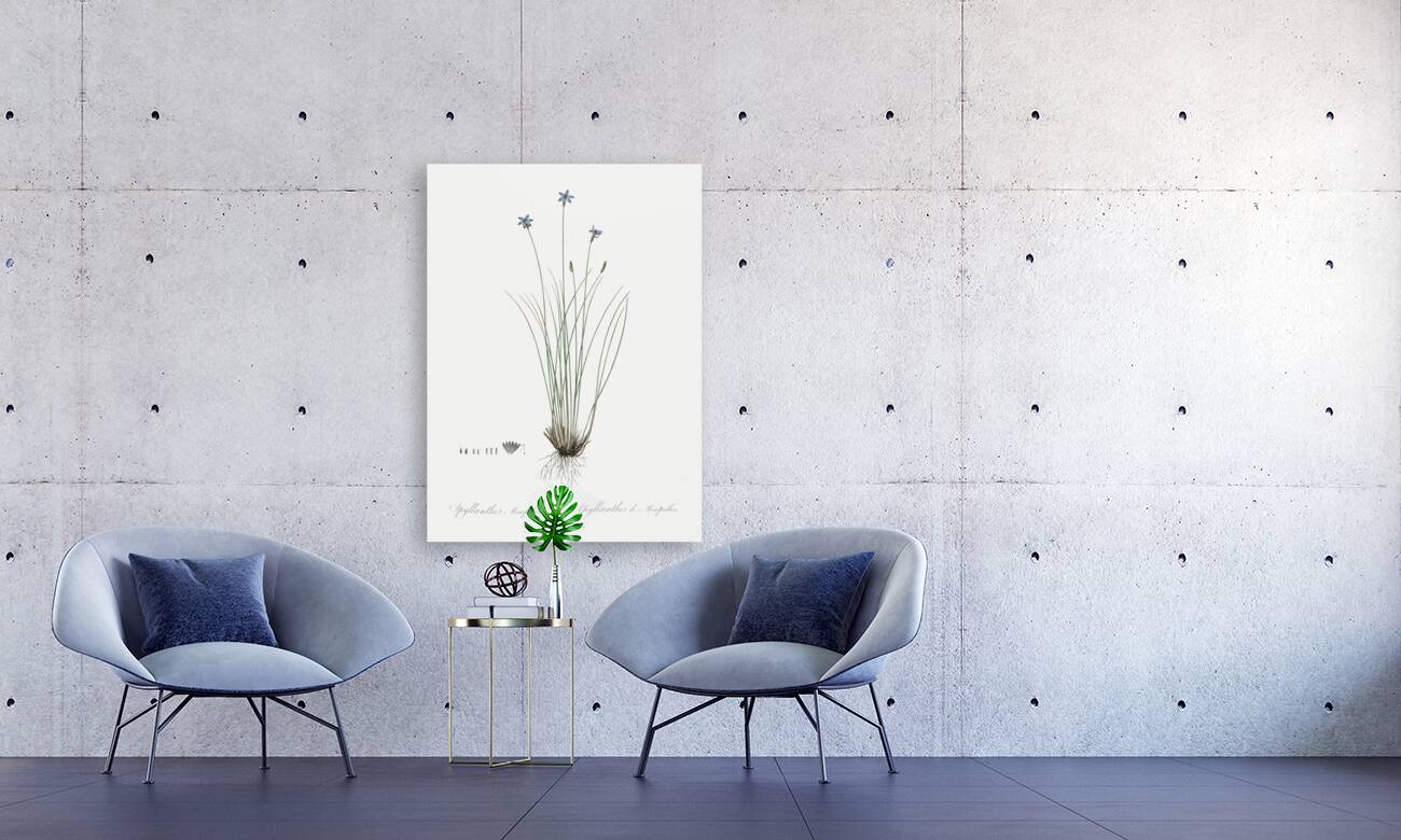 Ornamental onion illustration  Reproduction