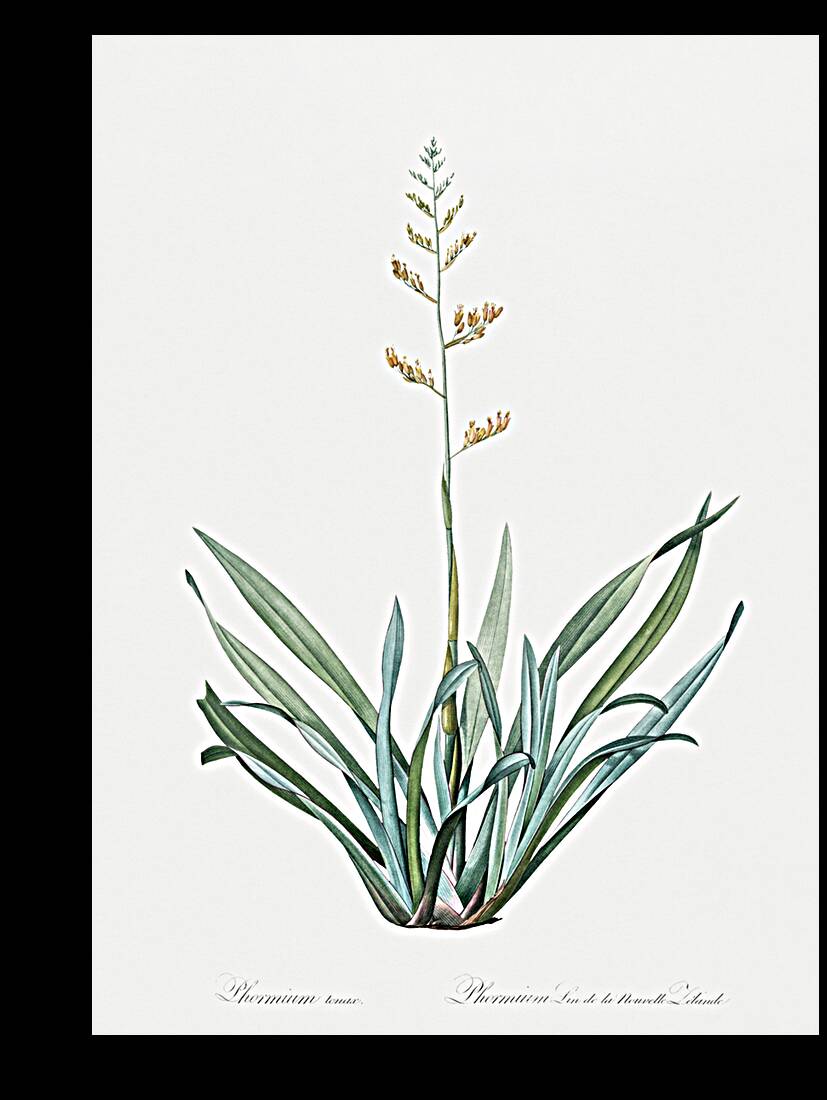 New Zealand flax illustration  Reproduction