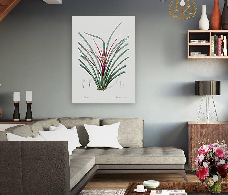 Plumier bromelia illustration  Reproduction