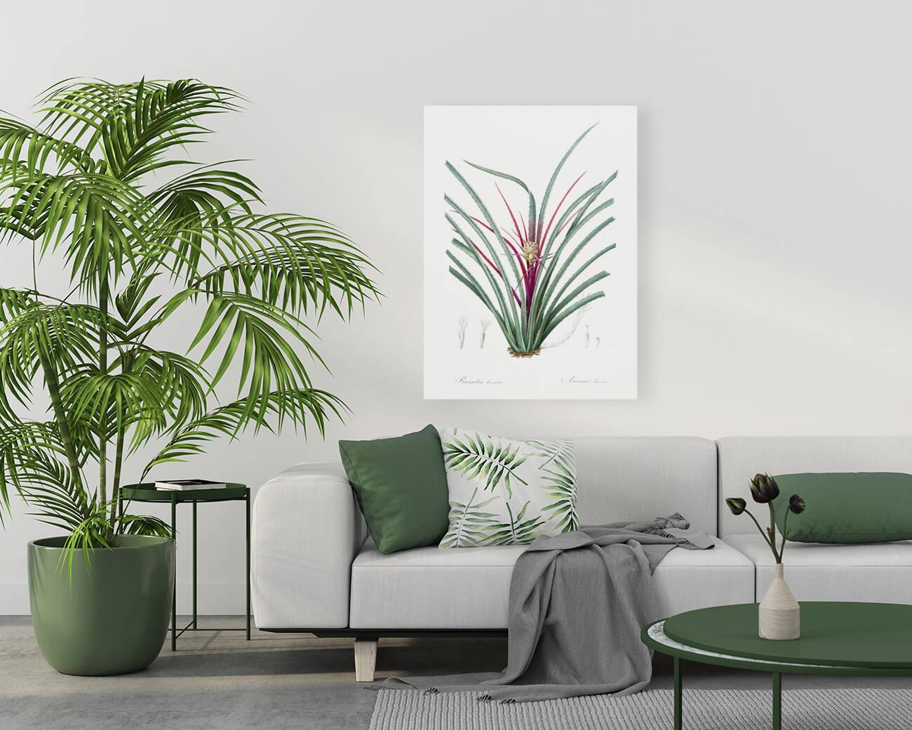 Ornamental onion illustration  Reproduction