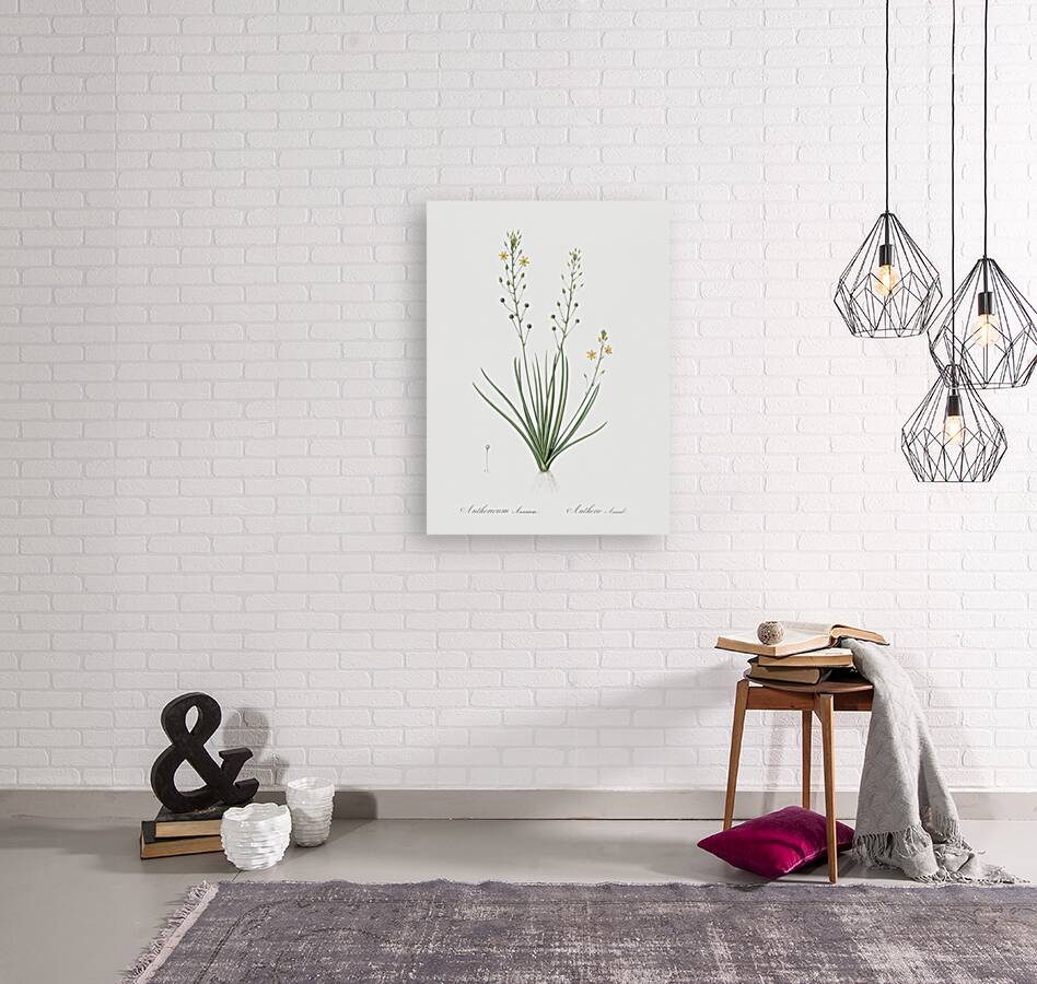 Bulbine lily illustration  Reproduction