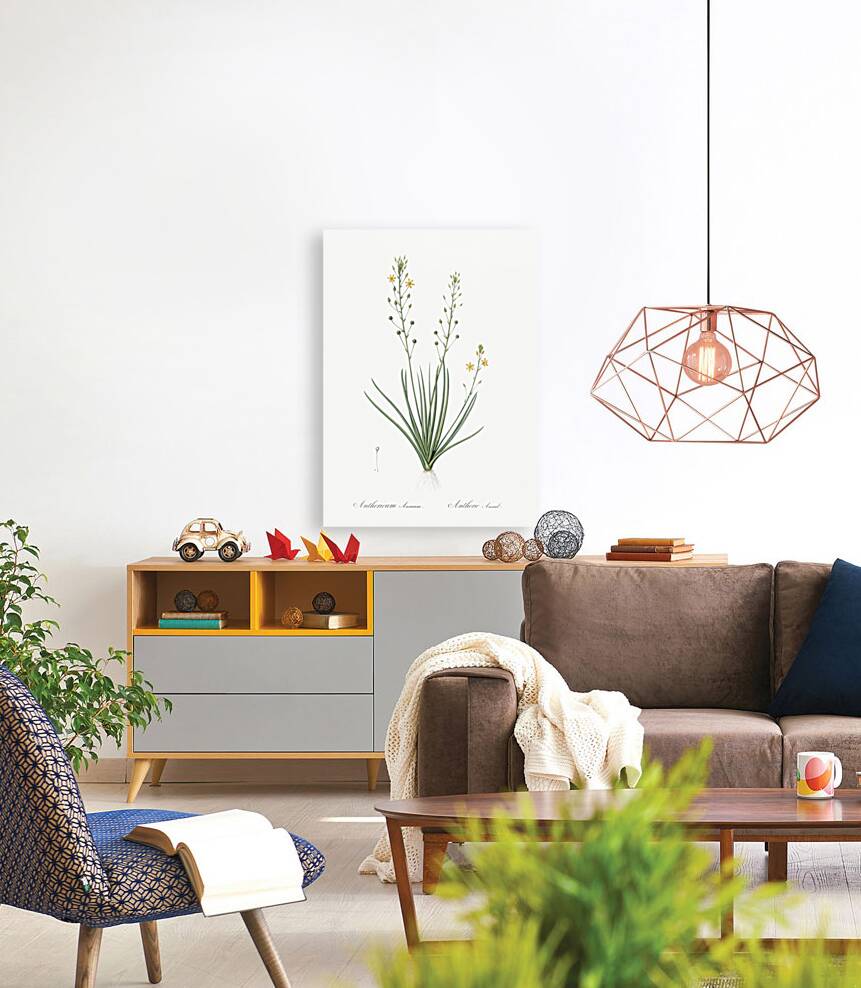 Ornamental onion illustration  Reproduction