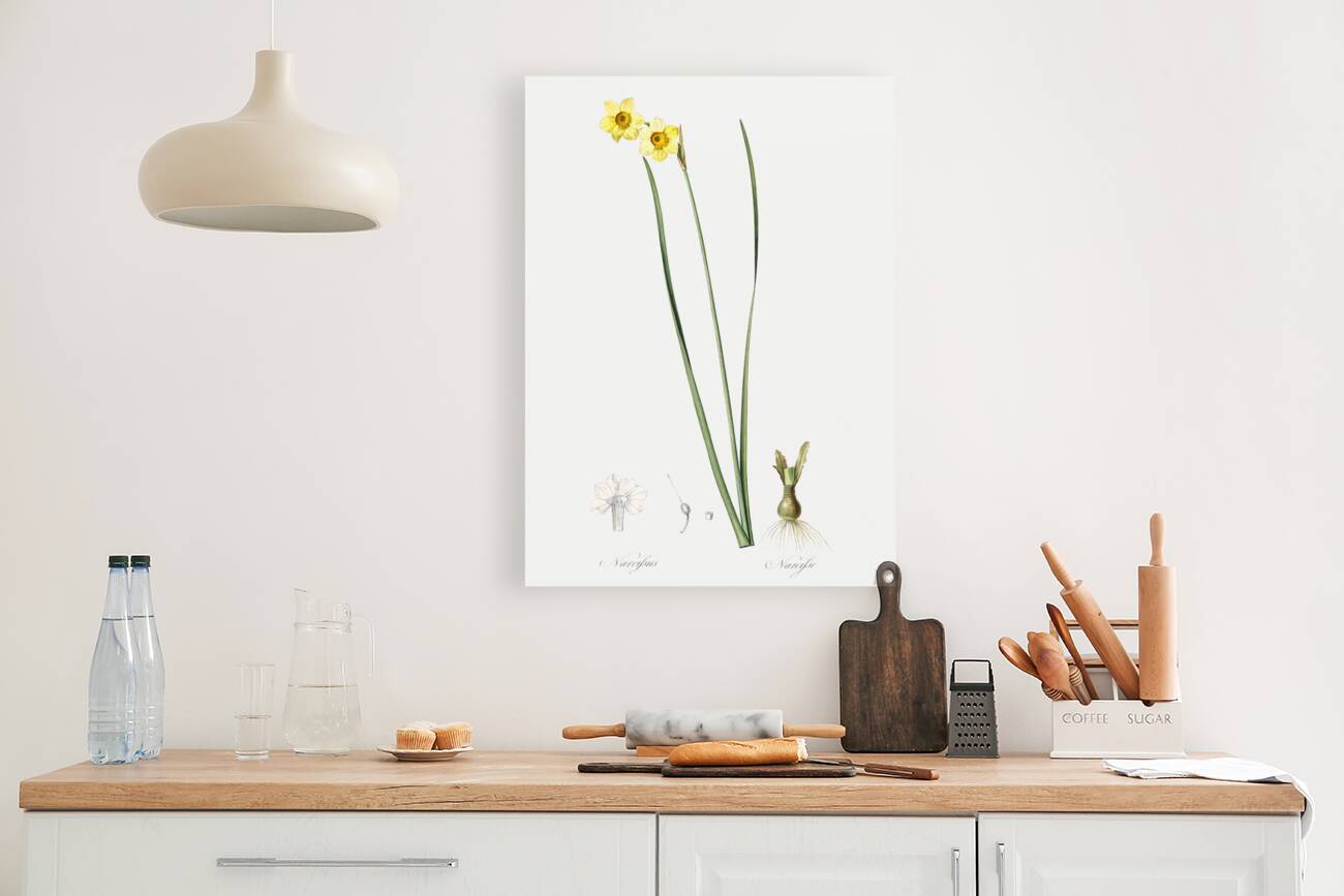 Cowslip cupped daffodil illustration  Reproduction