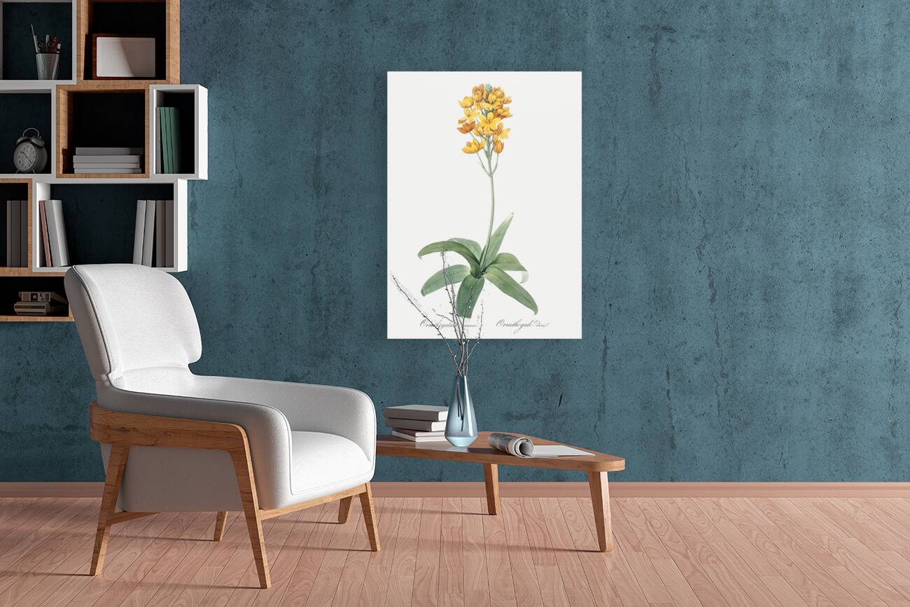 Cowslip cupped daffodil illustration  Reproduction