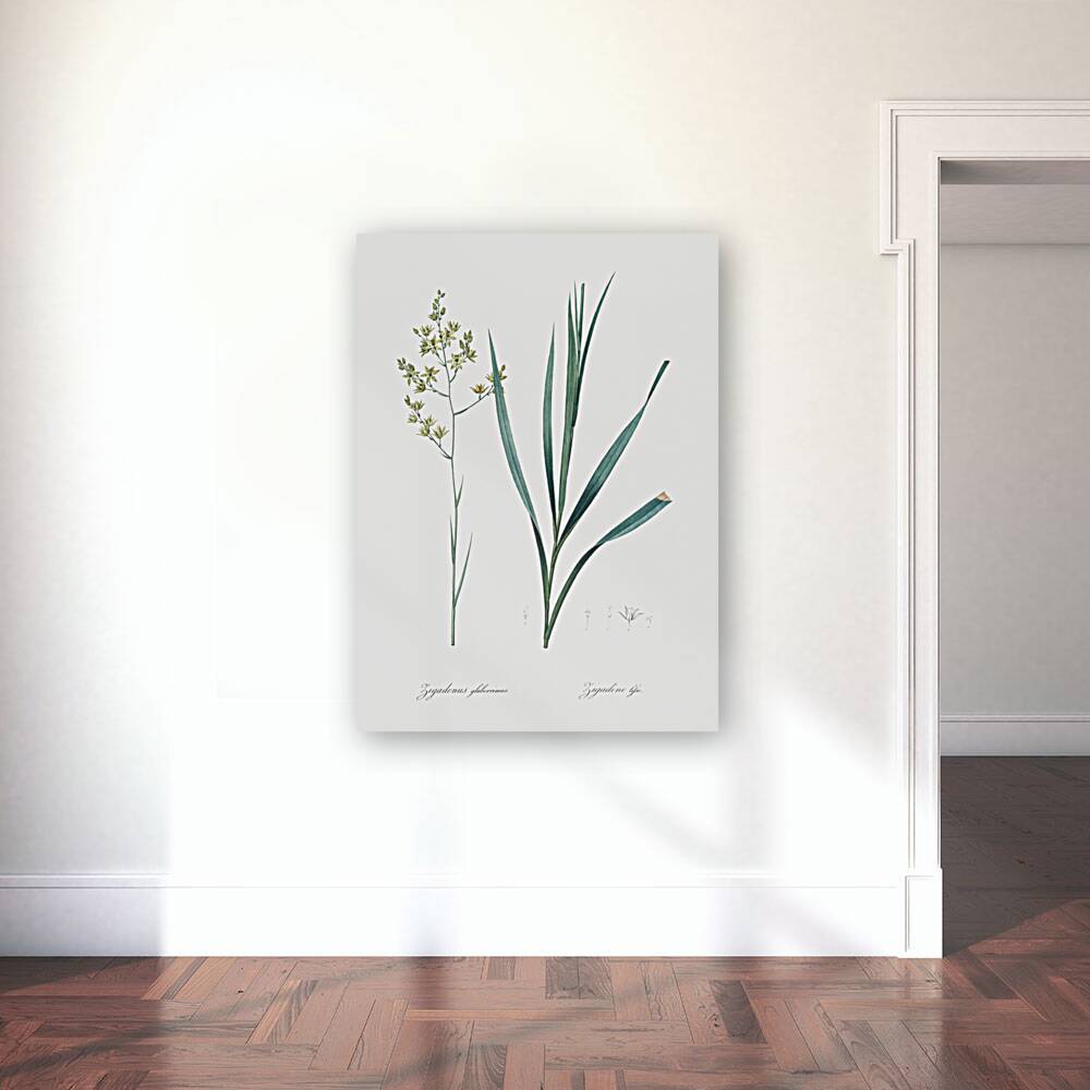 Sandbog death camas illustration  Reproduction