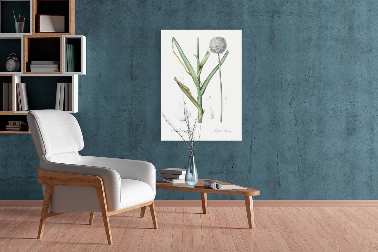 Broadleaf wild leek illustration  Reproduction