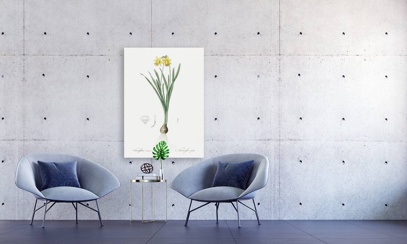 Lesser wild daffodil illustration Reproduction