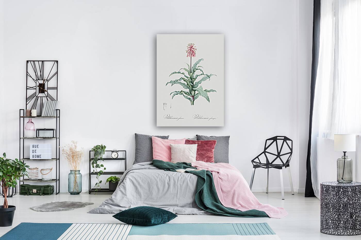 Sand lily illustration  Reproduction