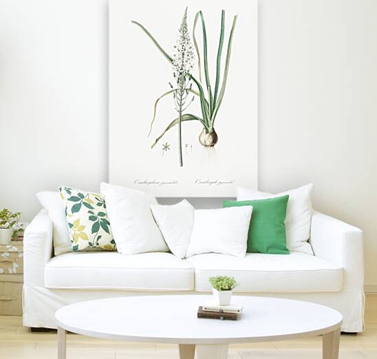 Star-of-Bethlehem illustration  Reproduction