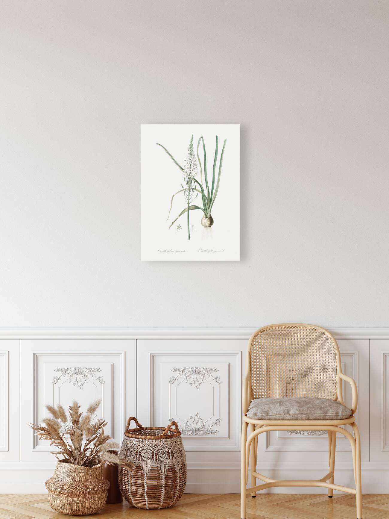 Broadleaf wild leek illustration  Reproduction