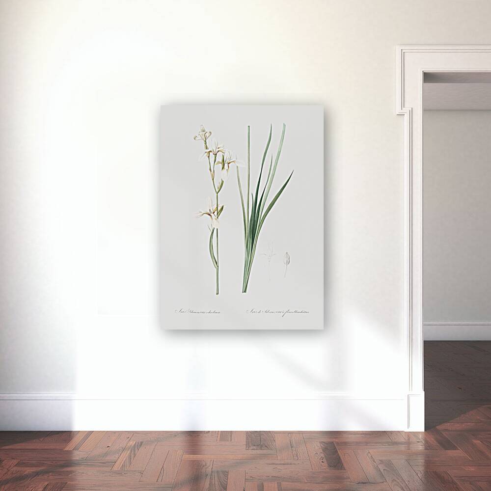 Siberian iris illustration  Reproduction