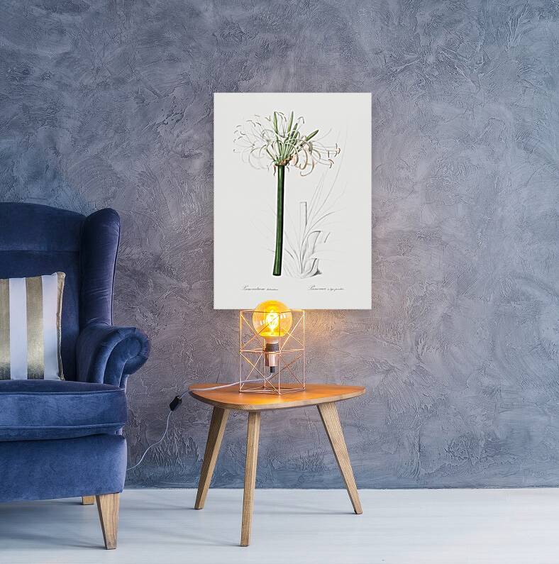 Caribbean spider-lily illustration  Reproduction