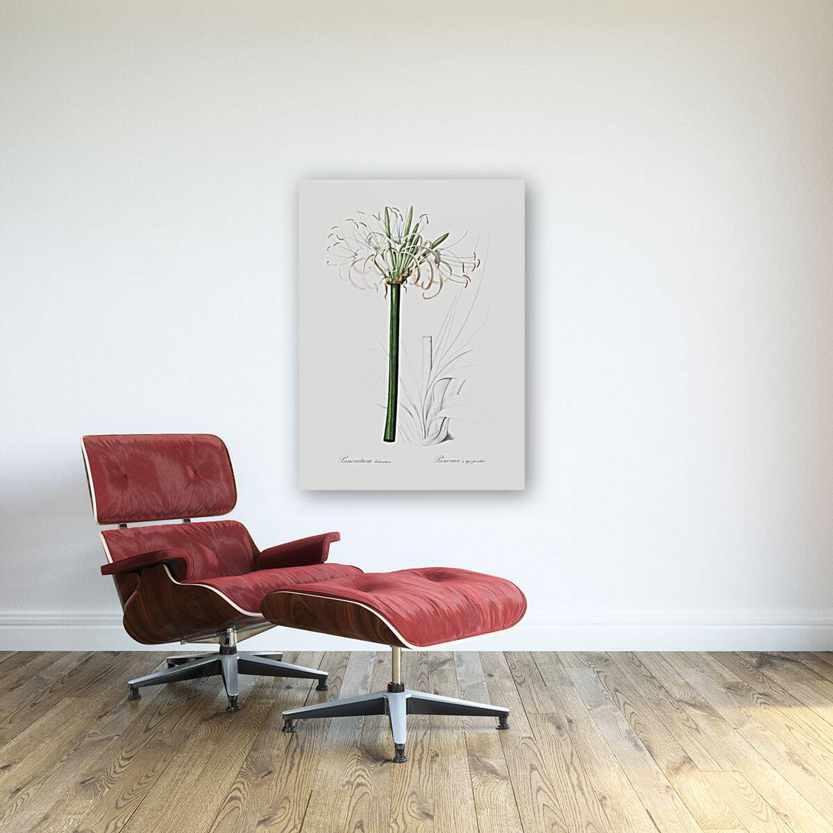 Broadleaf wild leek illustration  Reproduction