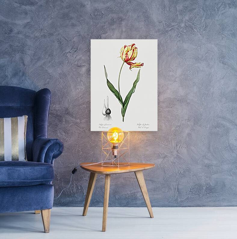 Didier tulip illustration  Reproduction