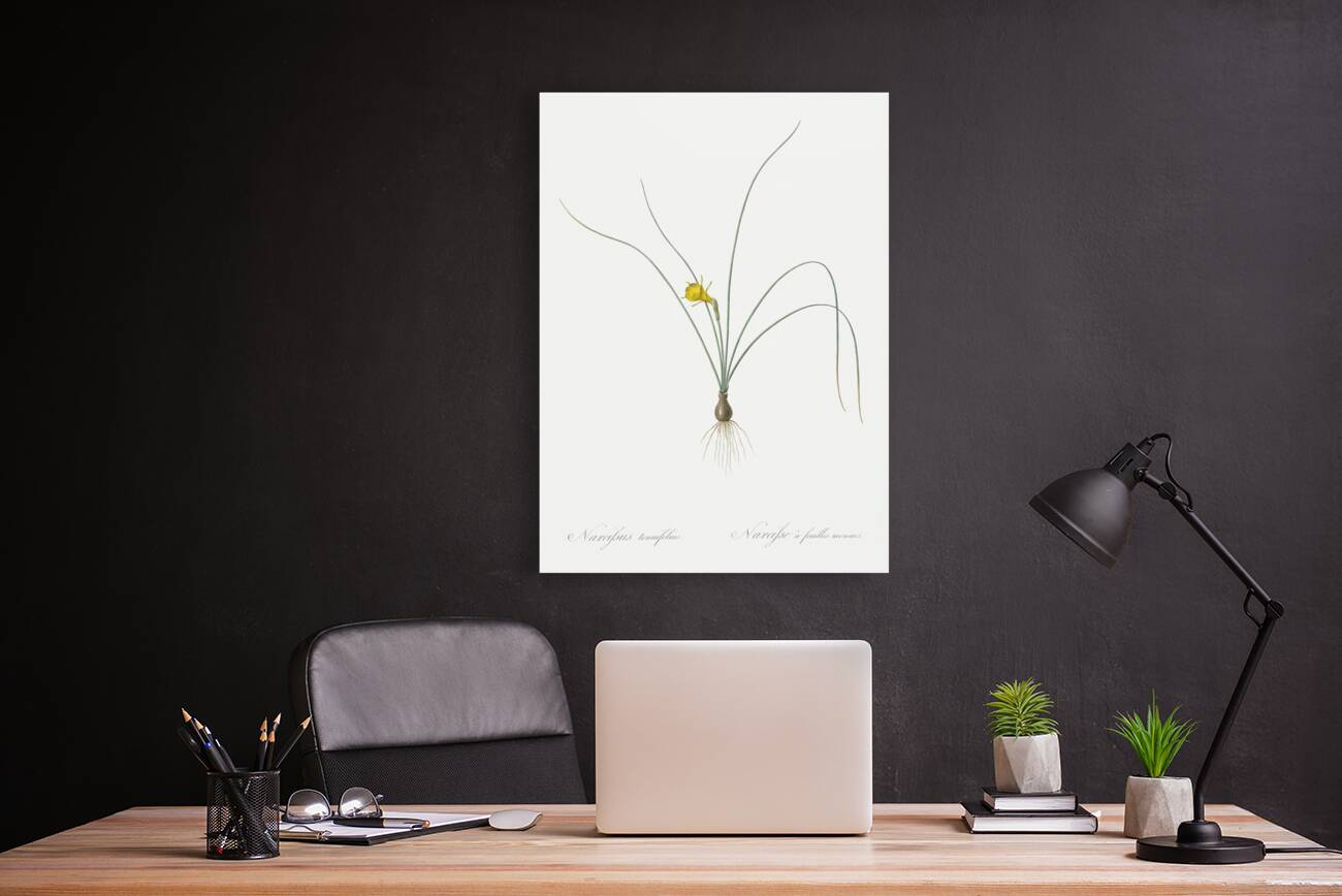 Petticoat daffodil illustration  Reproduction