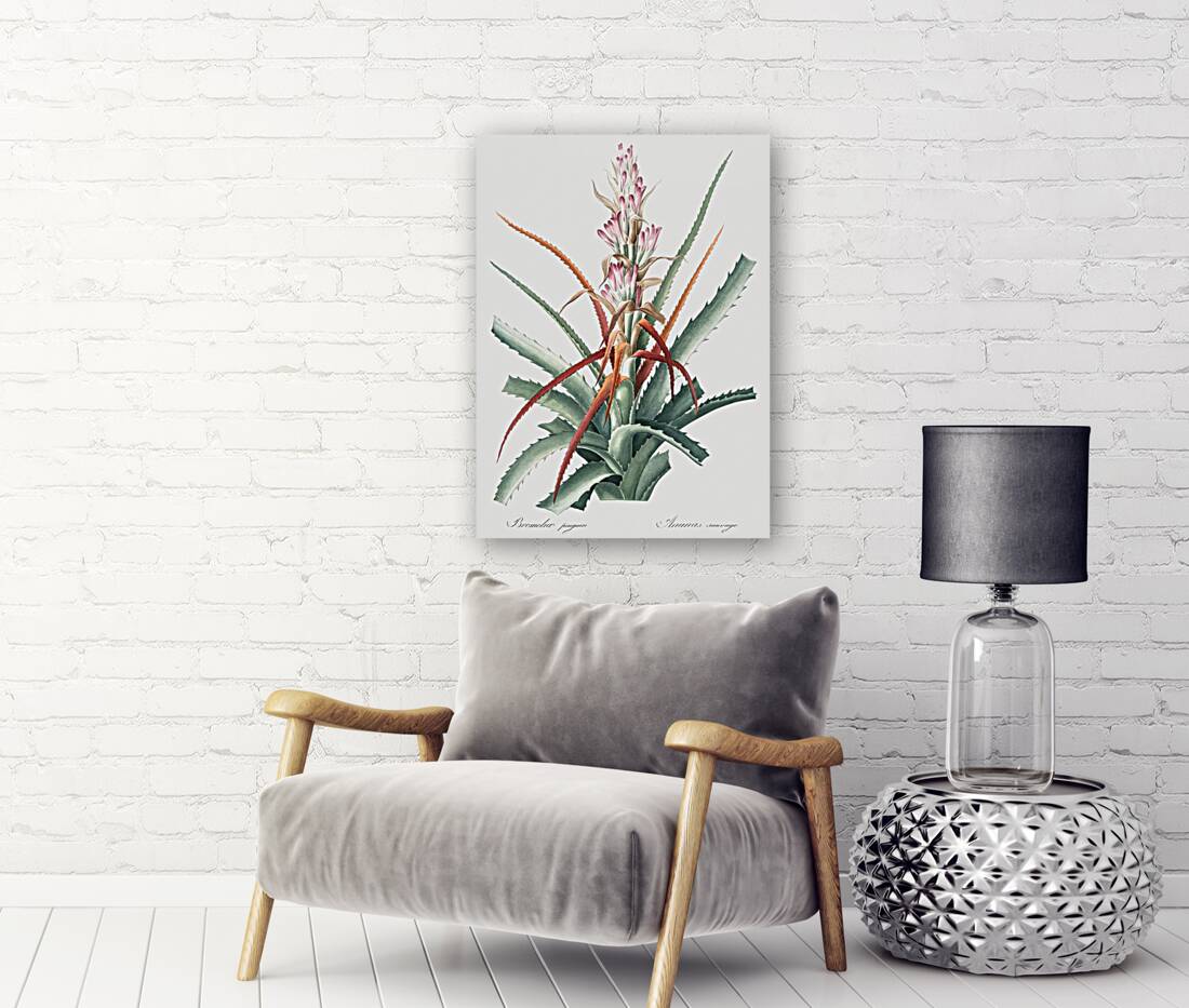 Barbary nut illustration  Reproduction