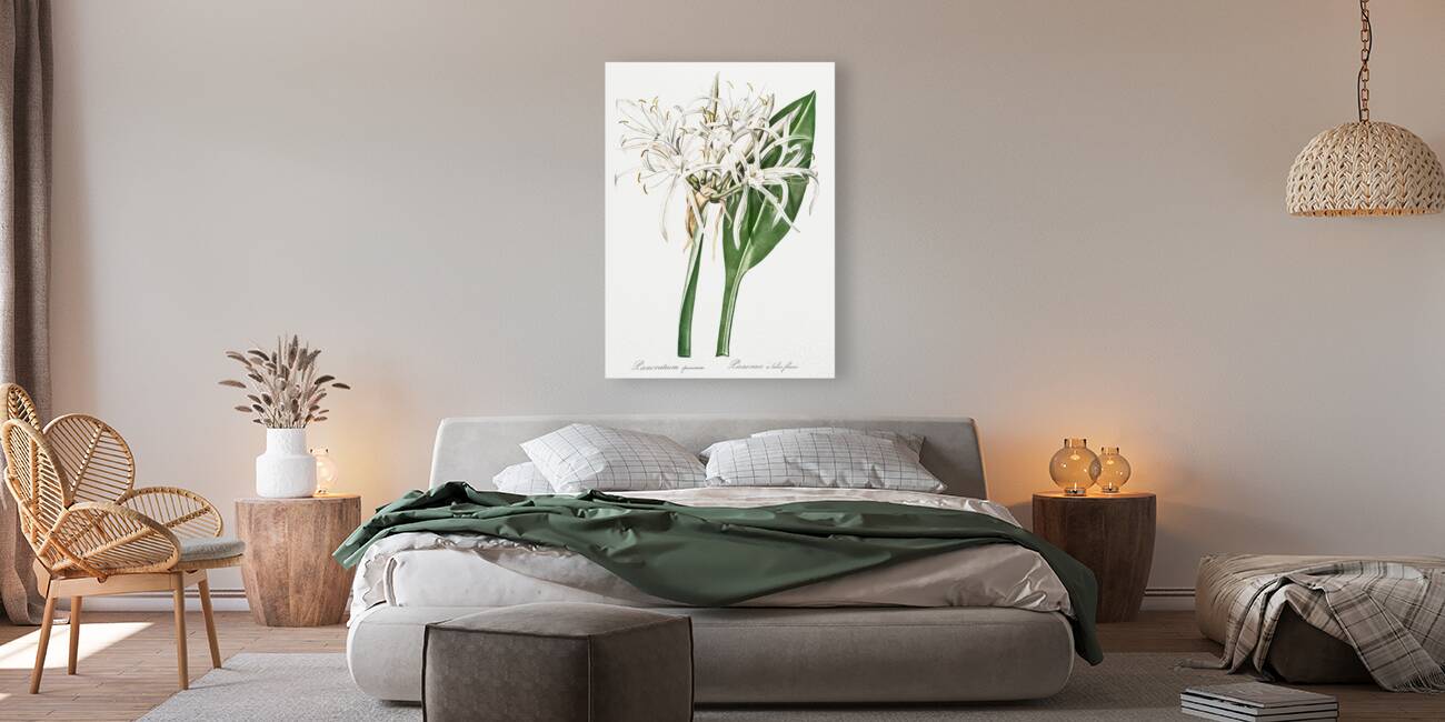 Green-tinge spiderlily illustration  Reproduction