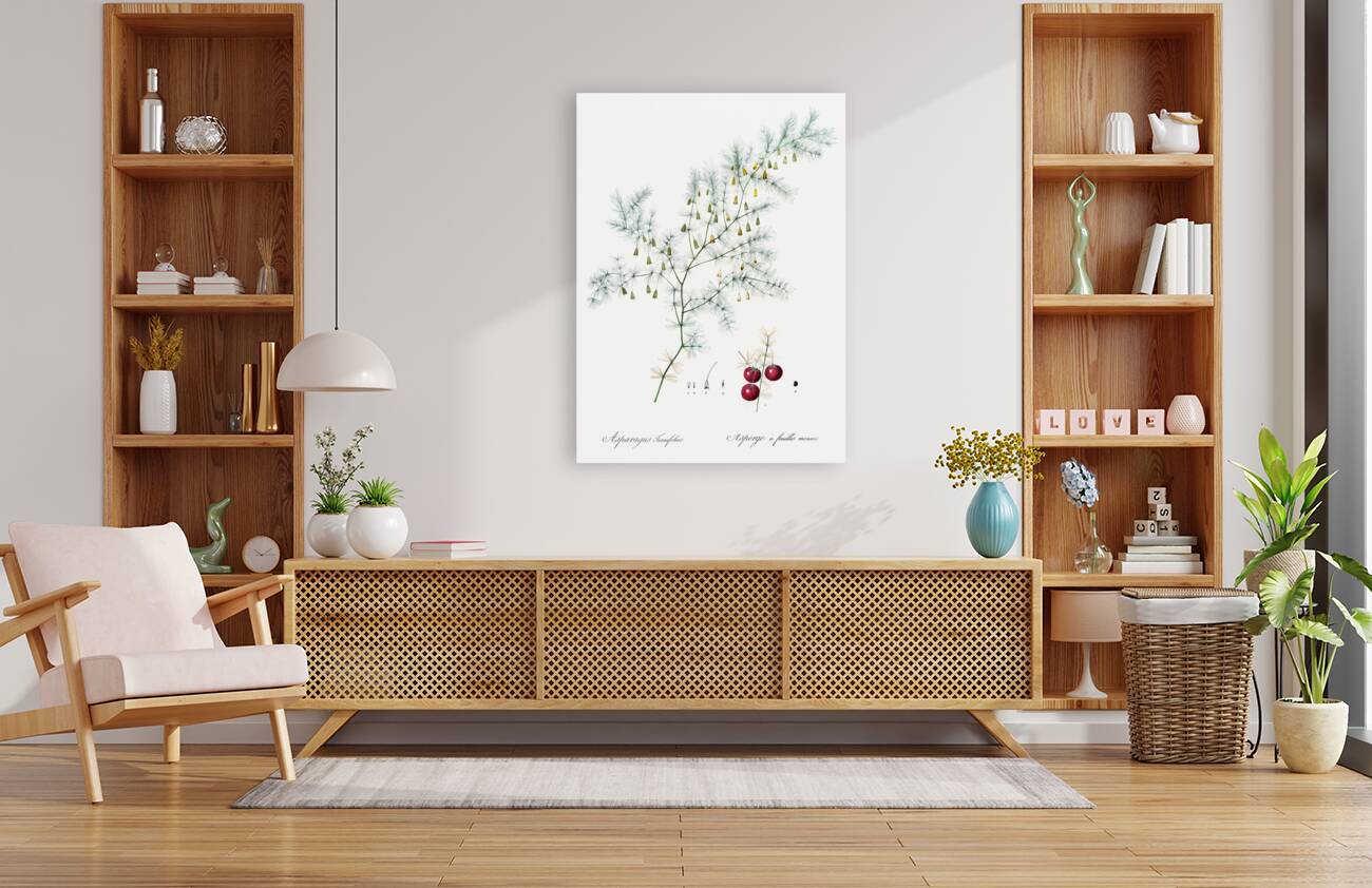 Asparagus fern illustration  Reproduction