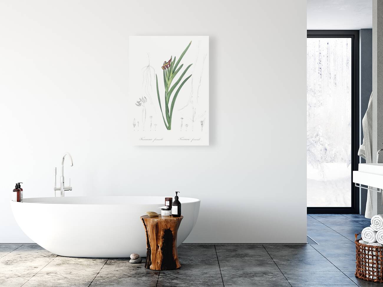 Spider iris illustration  Reproduction