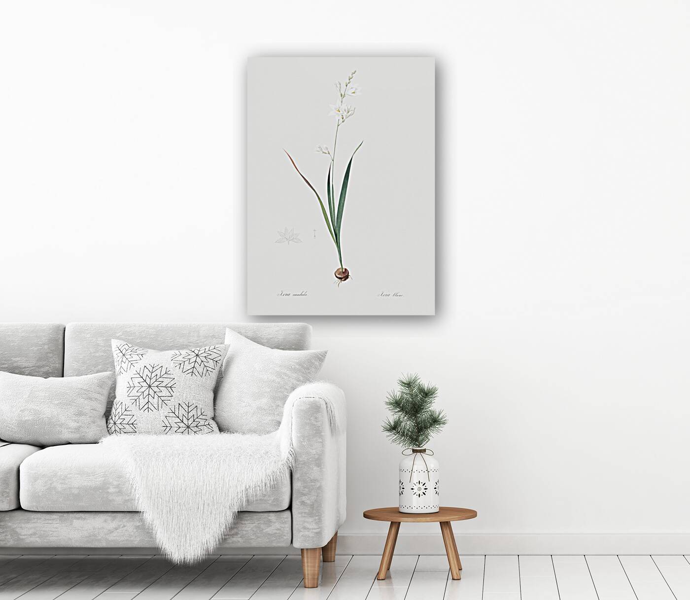 Asparagus fern illustration  Reproduction