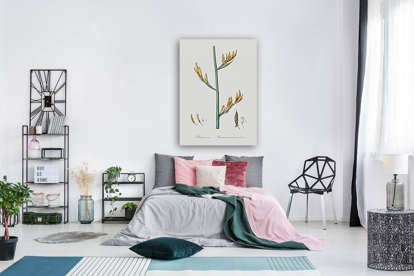 New Zealand flax illustration  Reproduction