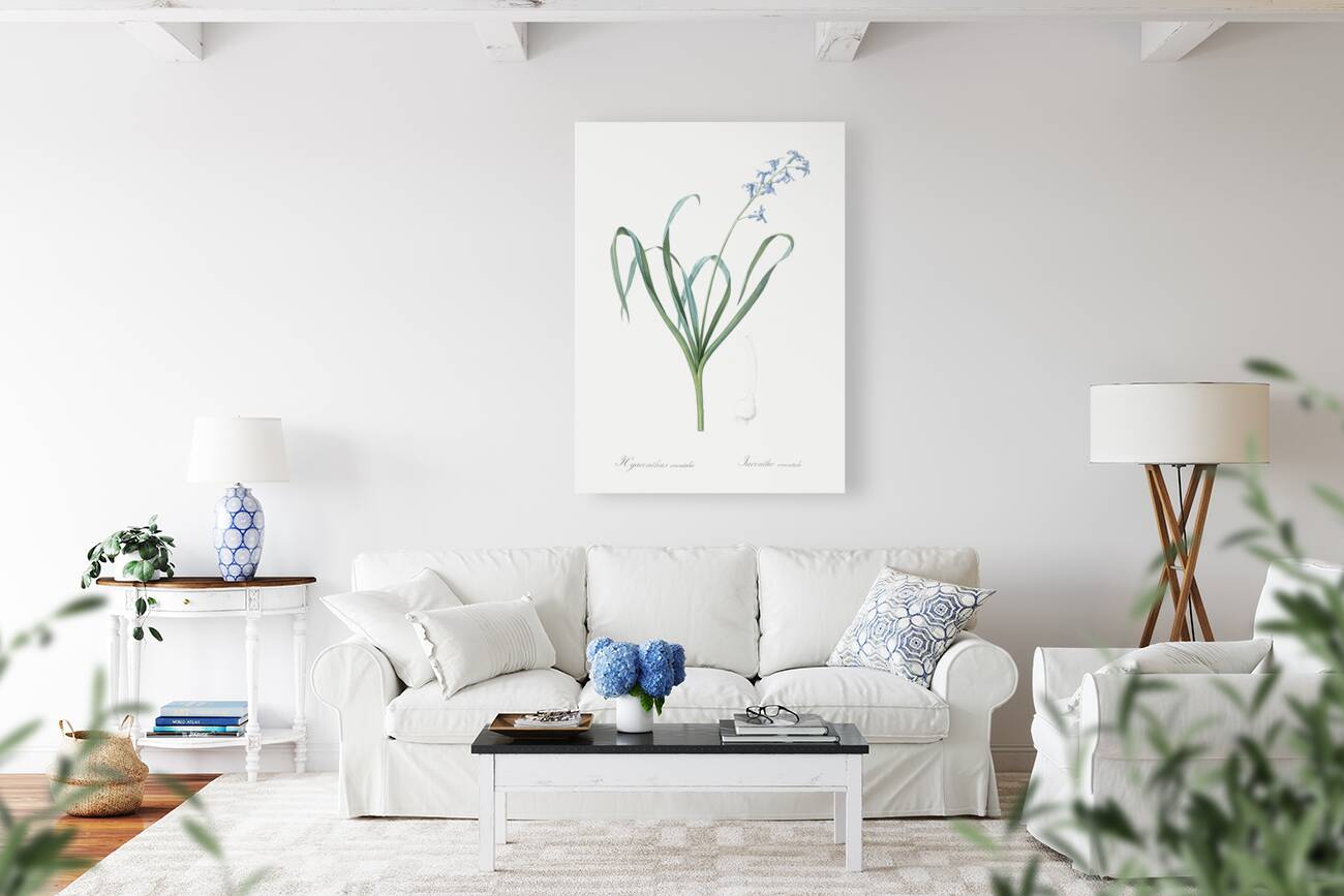 Dutch hyacinth illustration  Reproduction