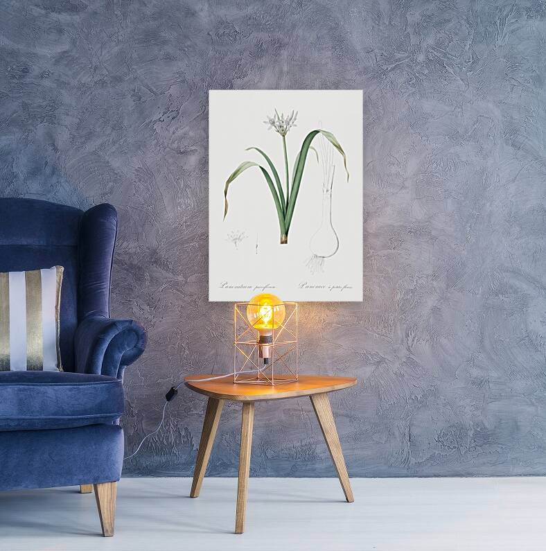 Poison bulb illustration  Reproduction