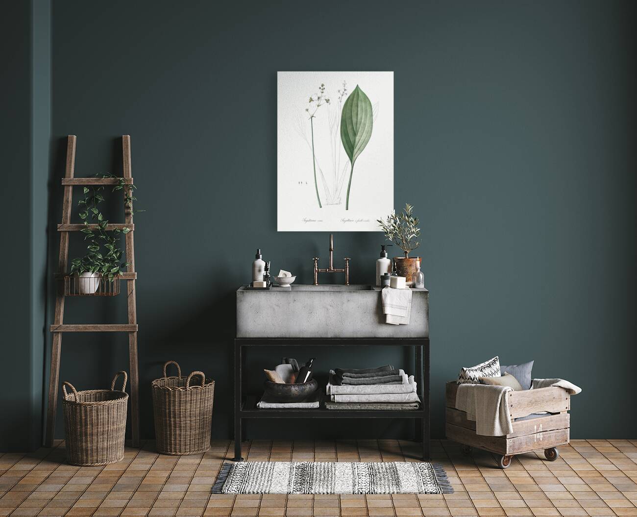 Bulltongue arrowhead illustration  Reproduction