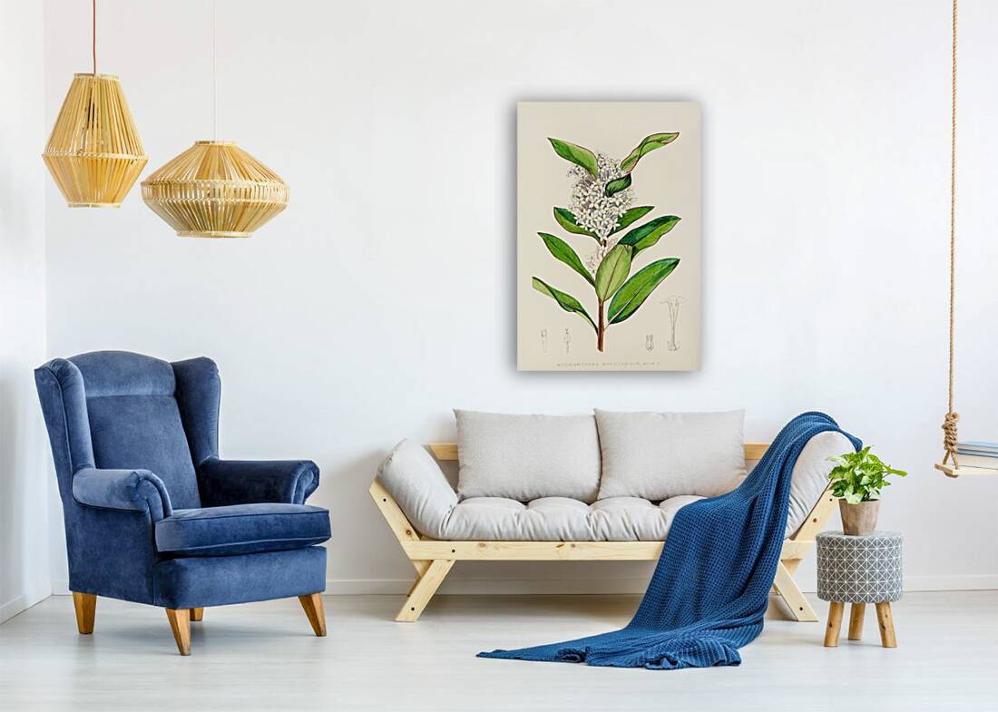 Acokanthera Spectabilis Reproduction