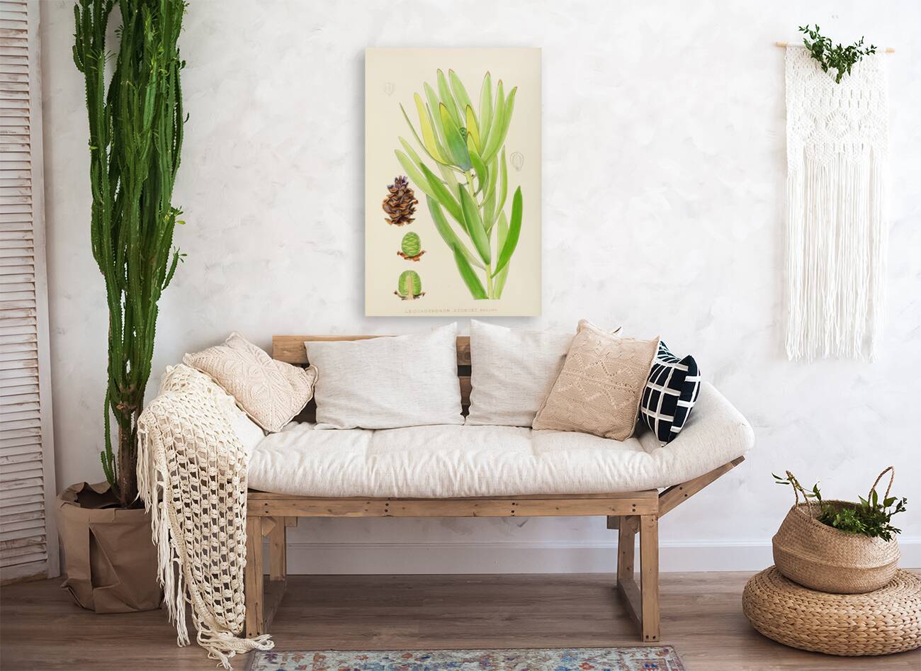 Leucadendron Stokoei Reproduction