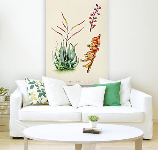 Aloe Globuligemma Reproduction