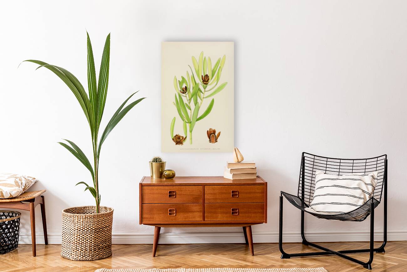 Leucadendron Stokoei Reproduction