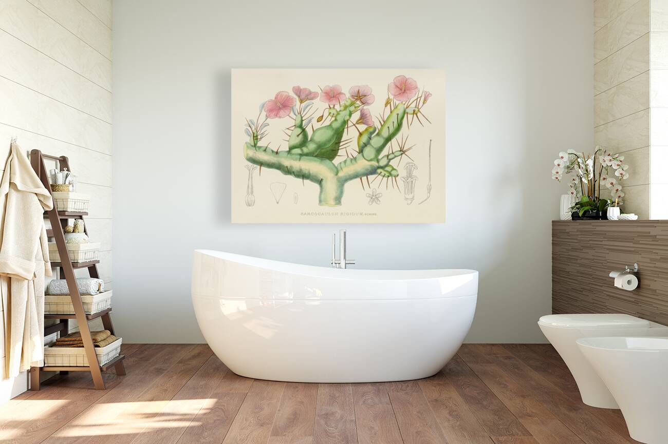 Sarcocaulon Rigidum Reproduction