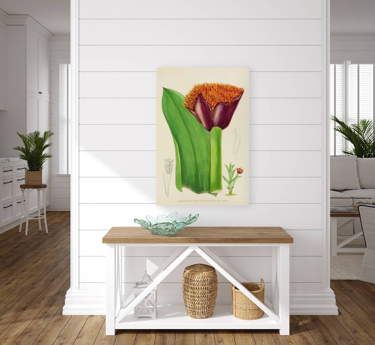 Haemanthus Natalensis Reproduction