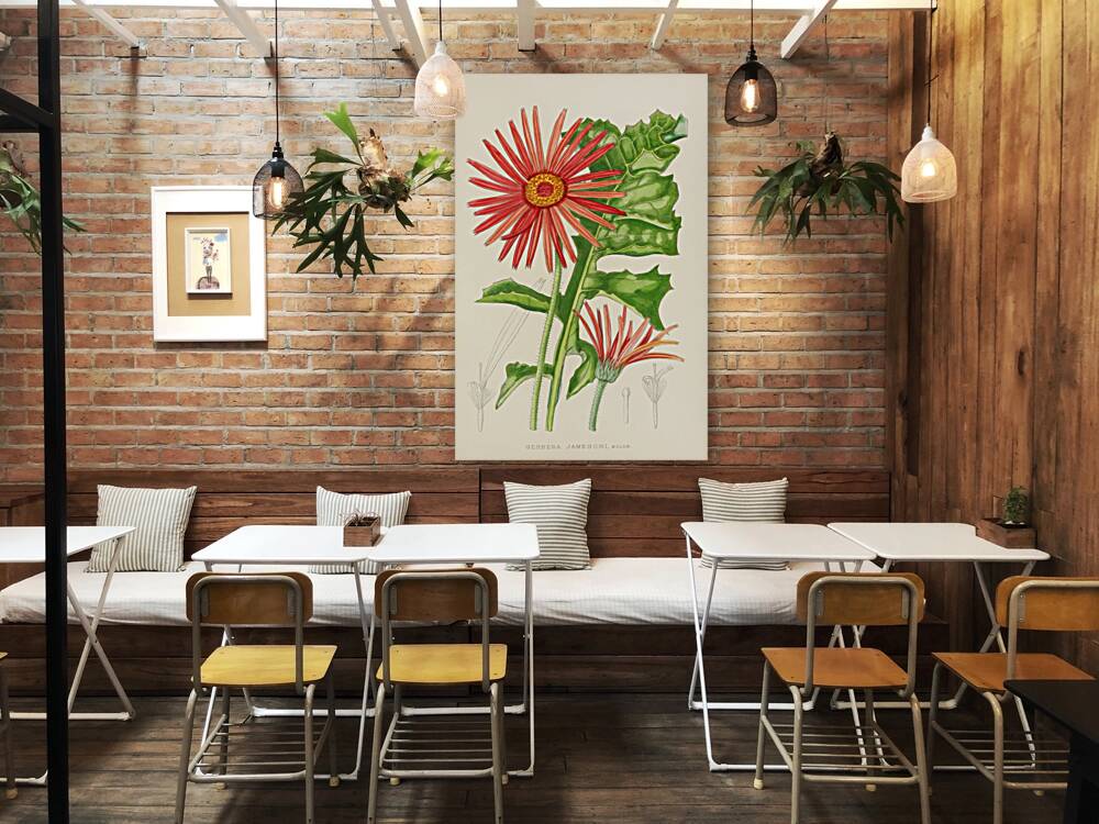 Gerbera Jameson Reproduction