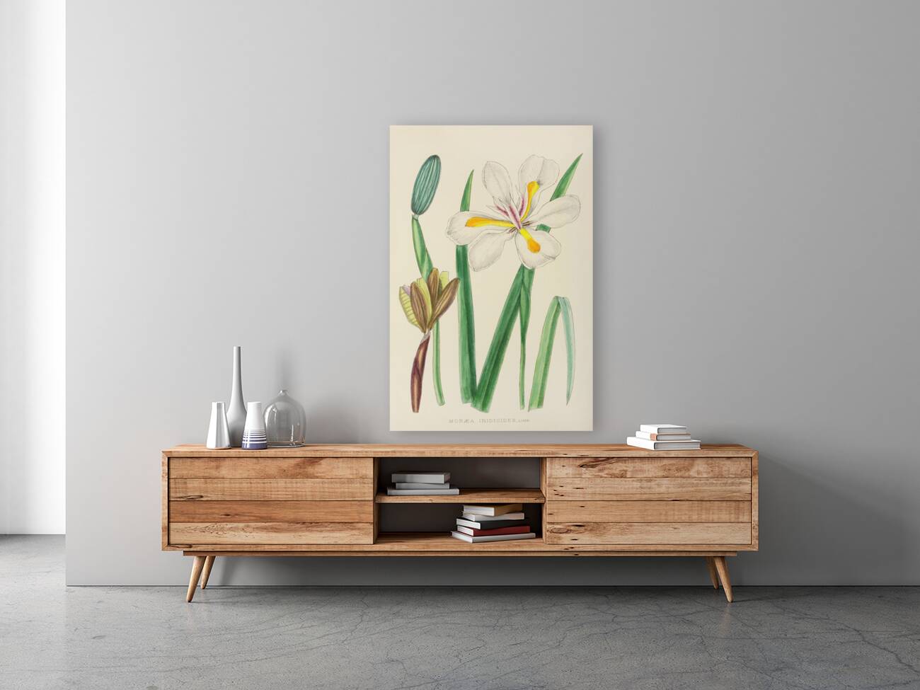 Moraea Iridioides Reproduction