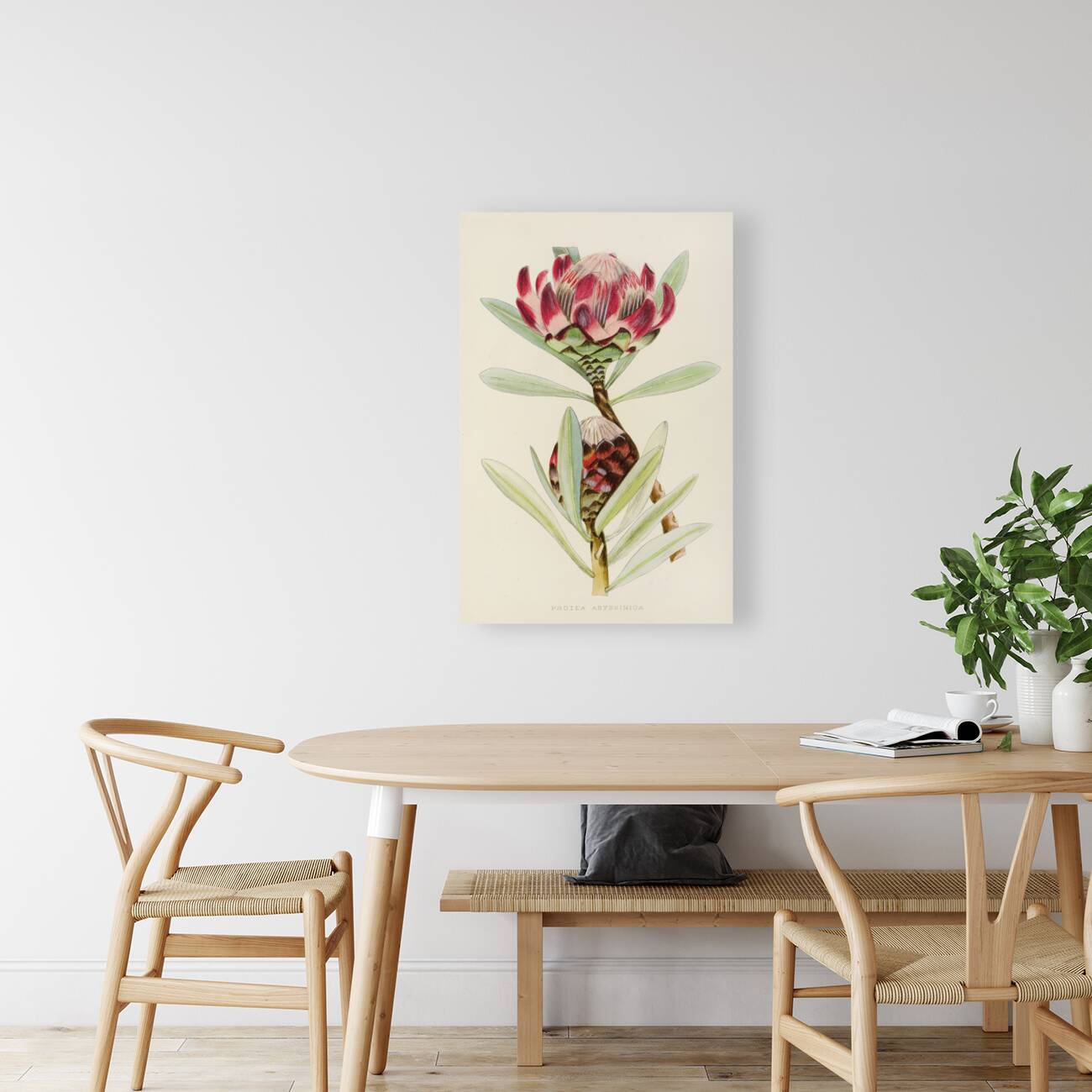 Protea Abyssinica Reproduction