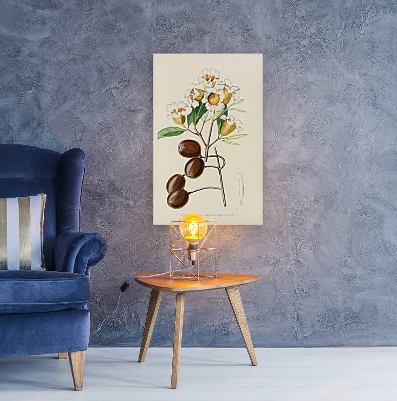 Gardenia Globosa Reproduction