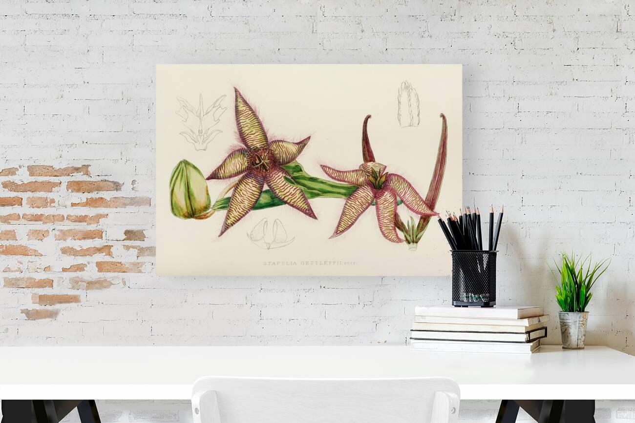 Stapelia Gettleffii Reproduction