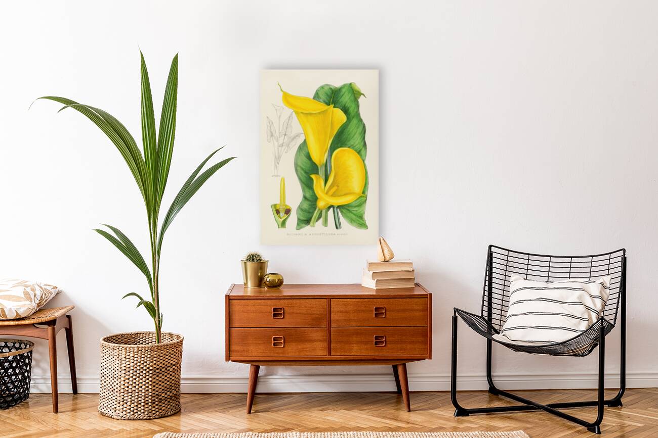 Richardia Angustiloba Reproduction