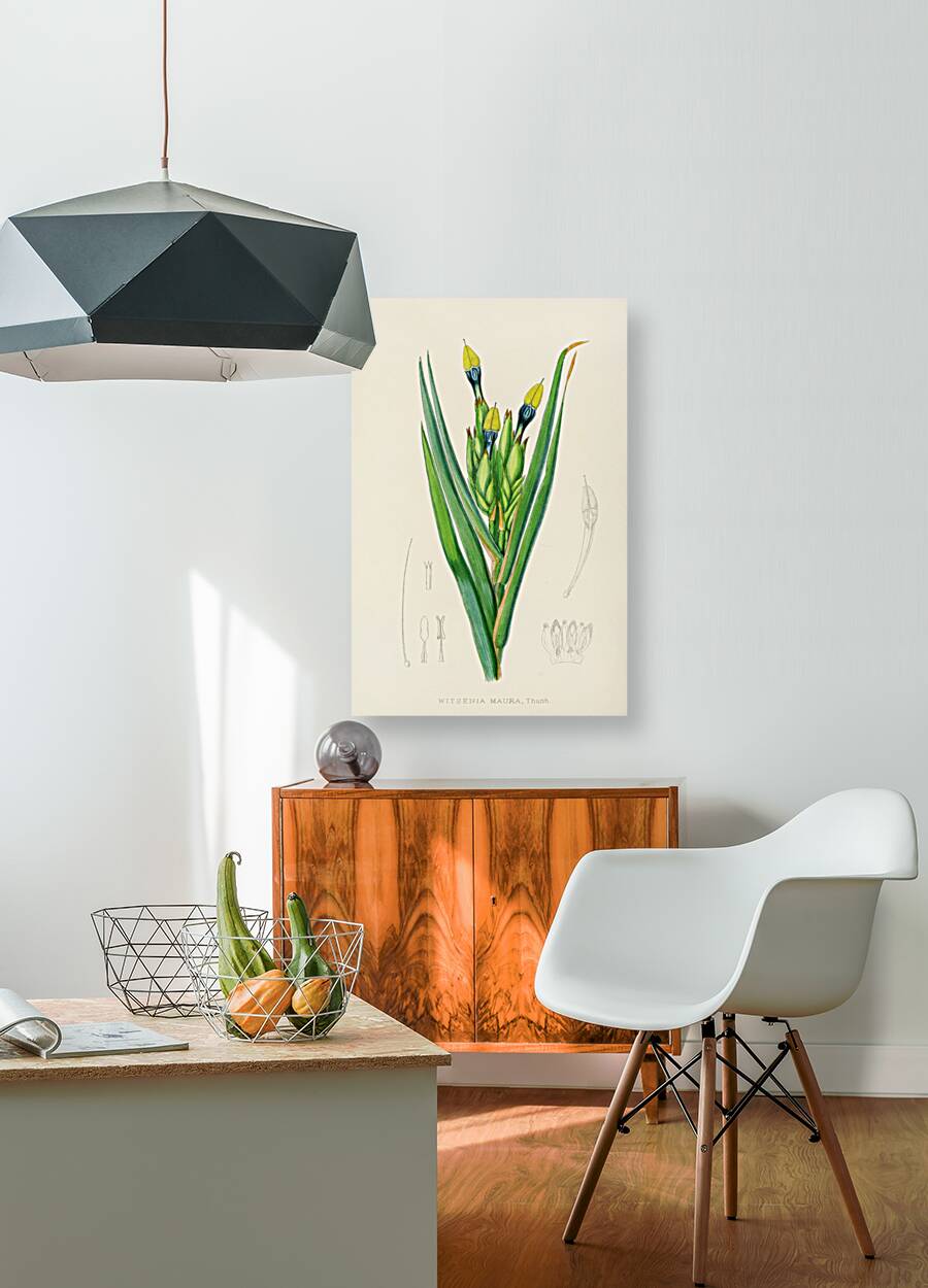 Witsenia Maura Reproduction