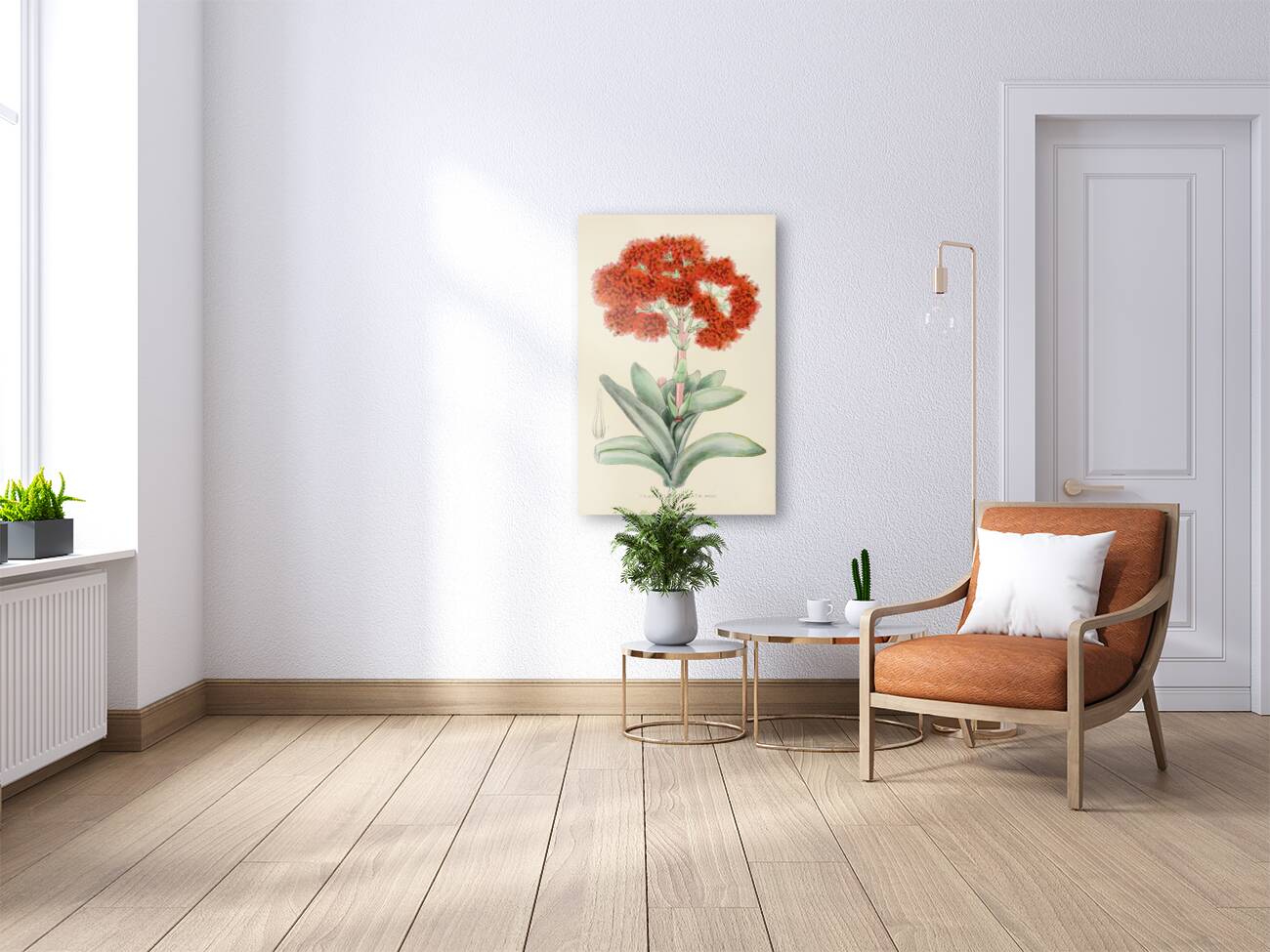 Crassula Falcata Reproduction