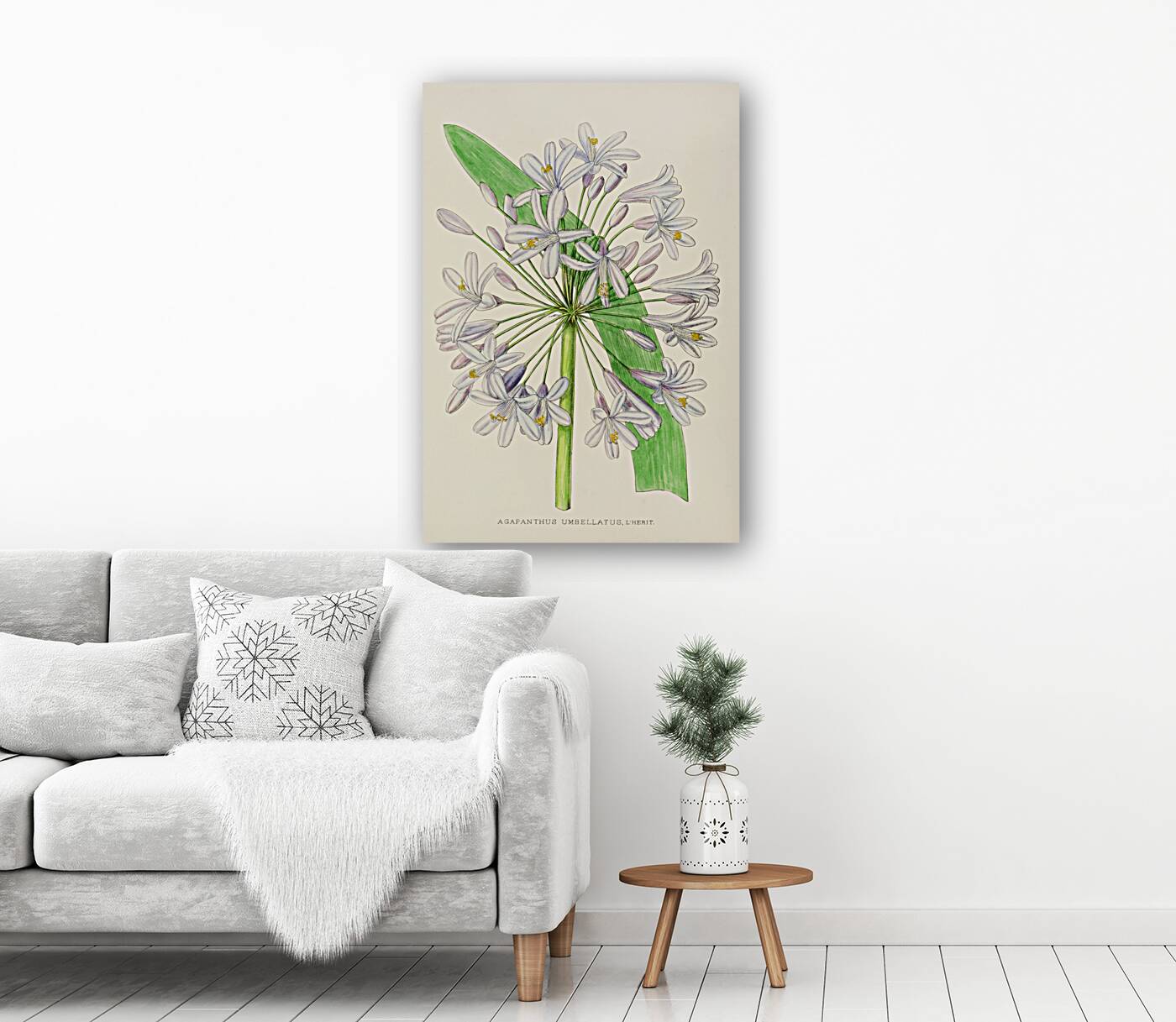 Agapanthus Umbellatus Reproduction