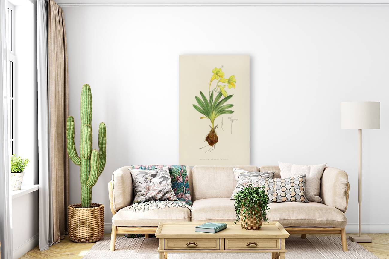 Freesia Refracta Reproduction