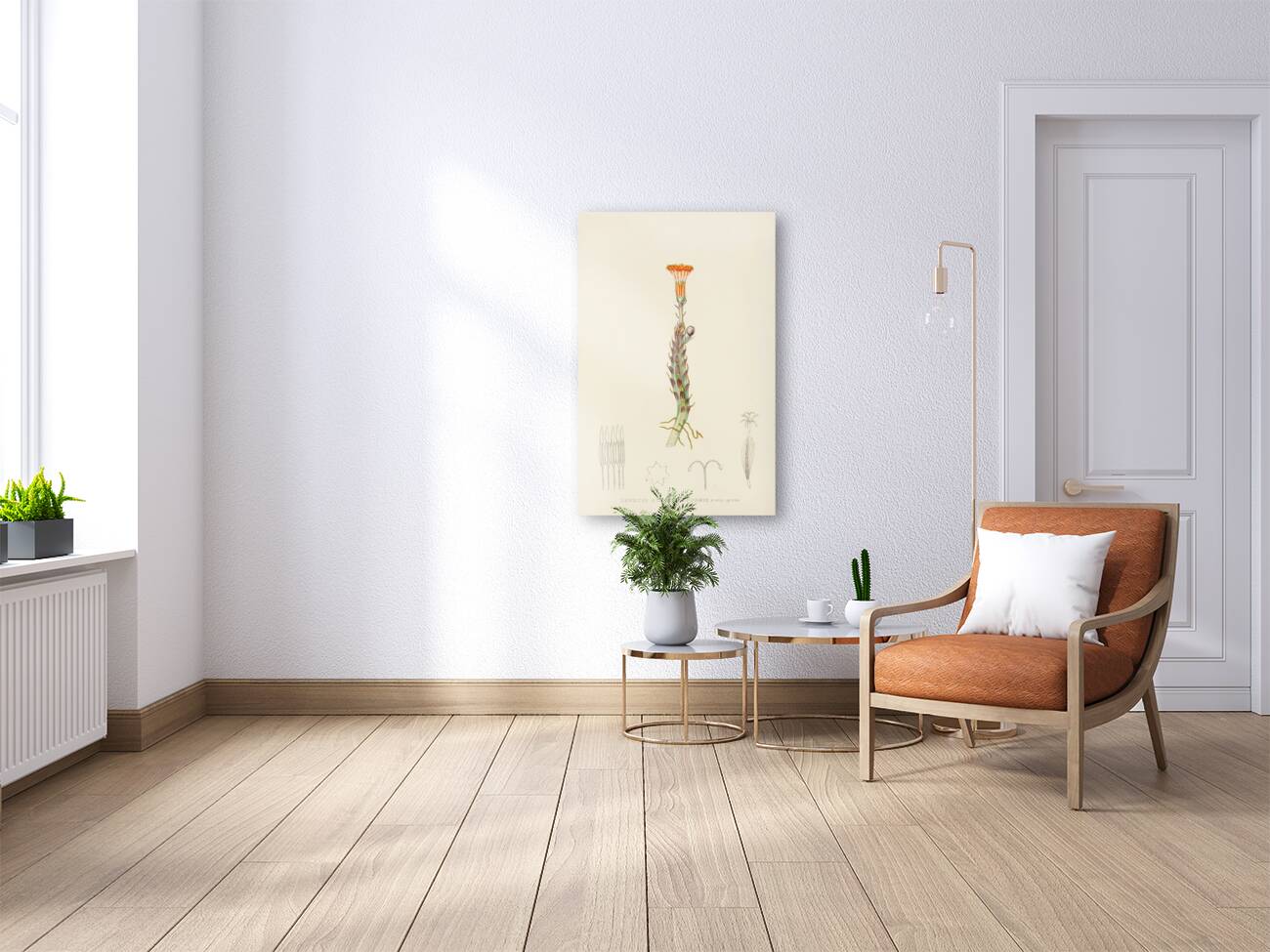 Senecio Stapeliaeformis Reproduction