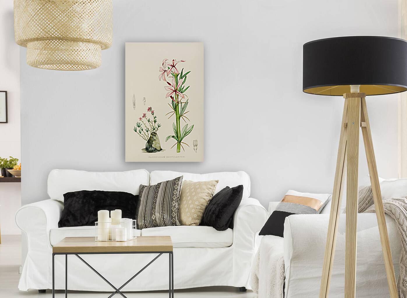 Pachypodium Succulentum Reproduction