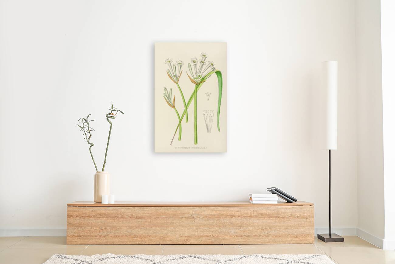 Cyrtanthus Mckenii Reproduction