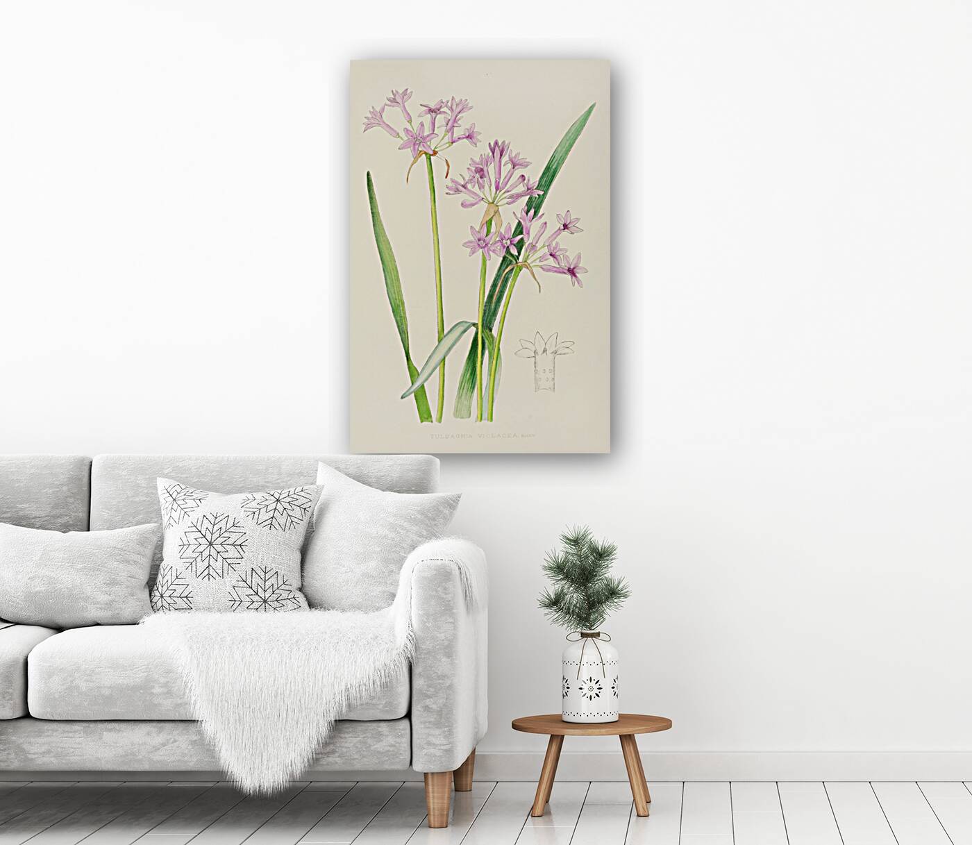 Tulbaghia Violacea Reproduction